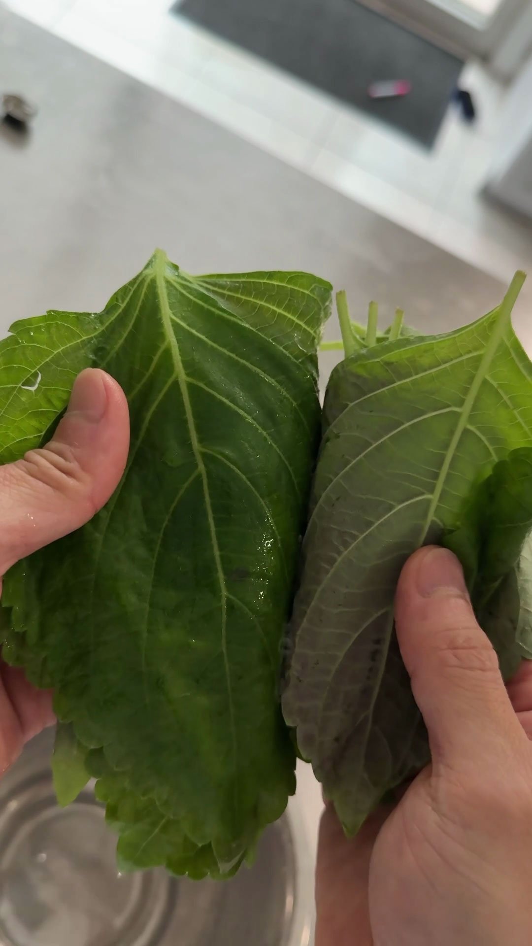 Perilla Leaves
